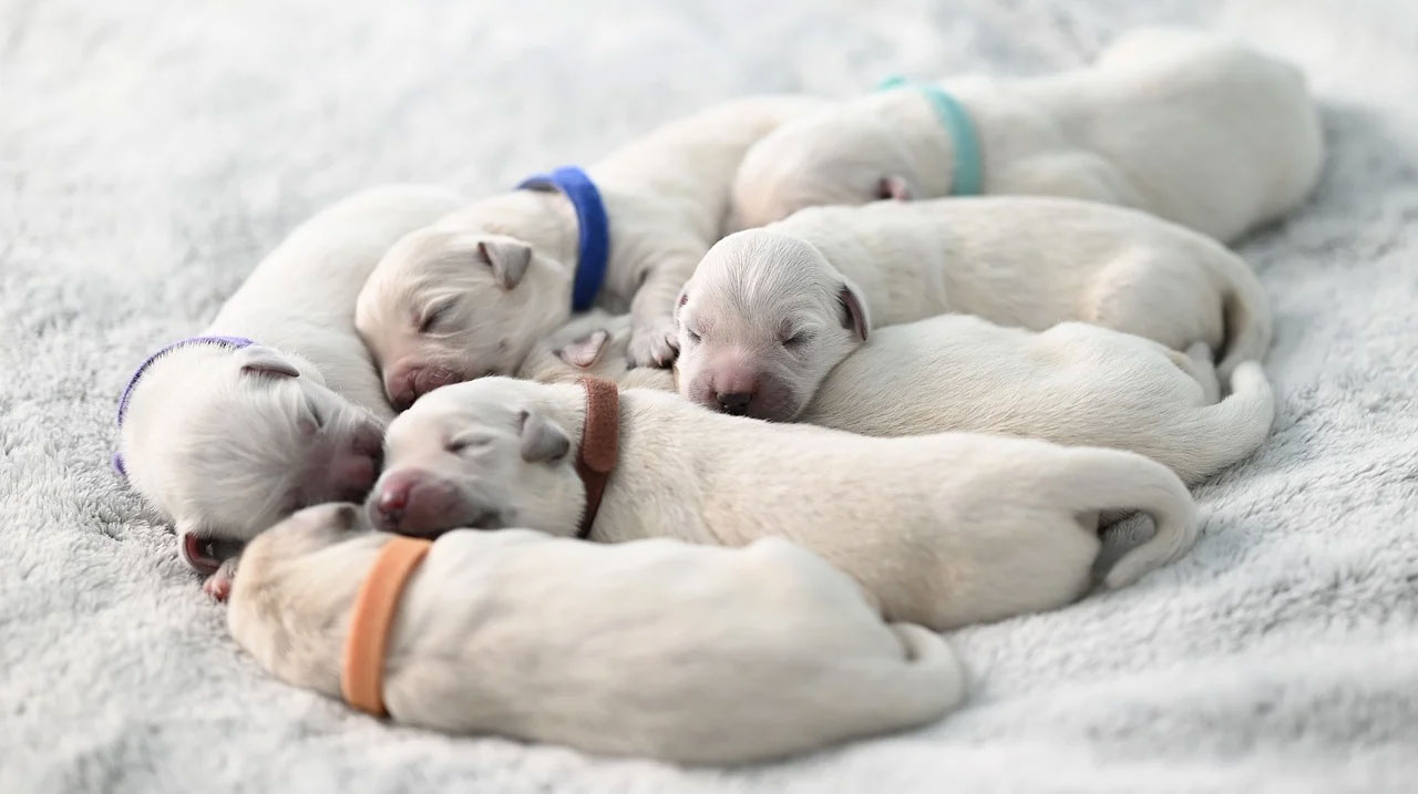 Campilobacteriosis: una enfermedad peligrosa para los cachorros