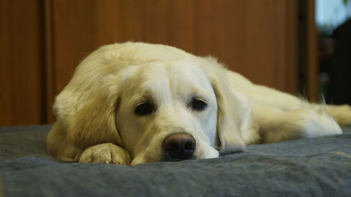 Campilobacteriosis - síntomas de la enfermedad en perros