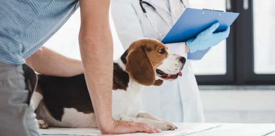 Campilobacteriosis en perros - diagnóstico y tratamiento