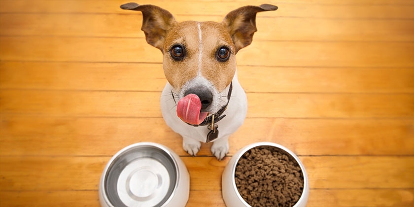 Cuándo es mejor alimentar al perro