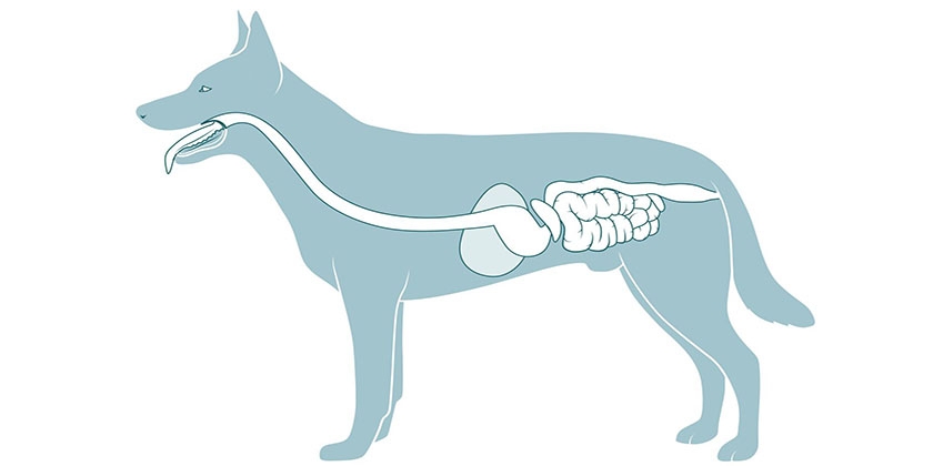 Estructura del tracto gastrointestinal del perro