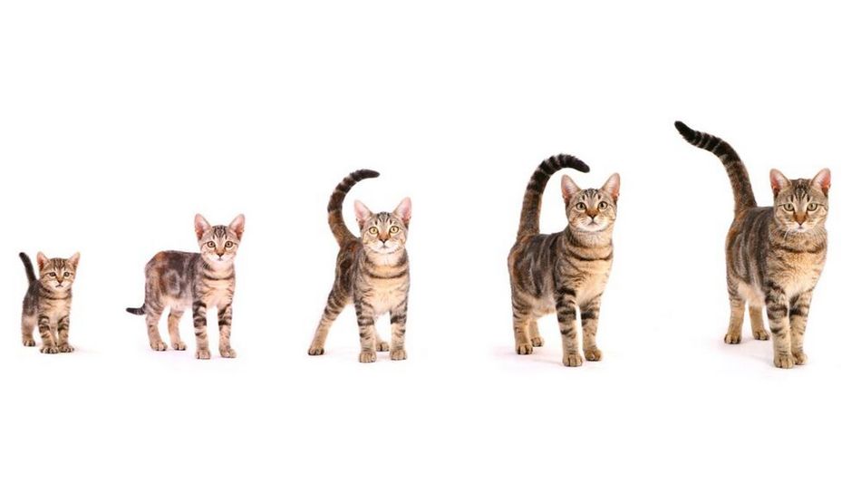 Etapas de desarrollo del gato