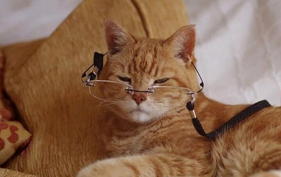 Gato naranja