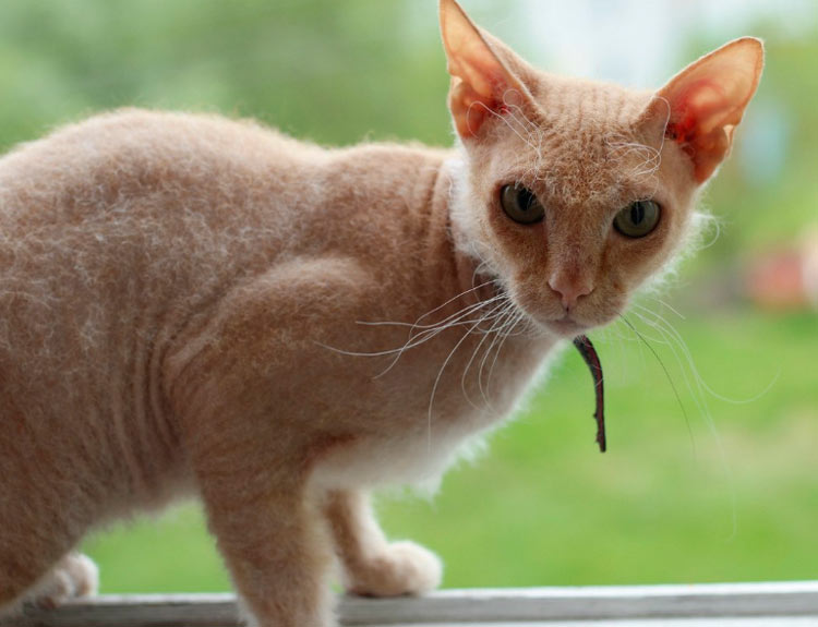 foto de gato esfinge con pelo