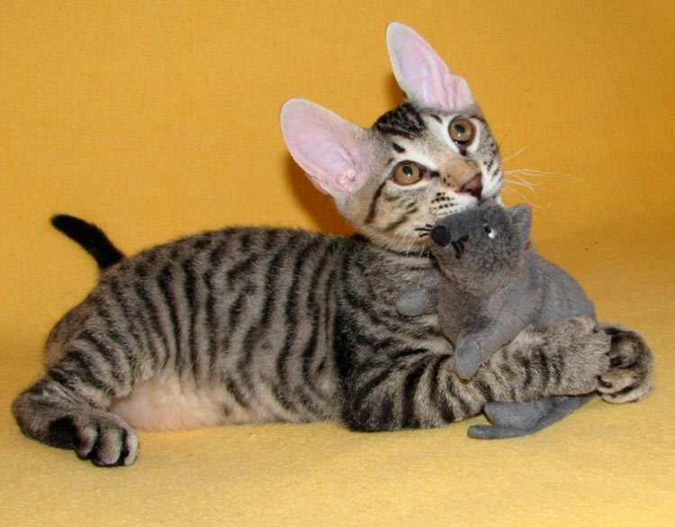gatito esfinge con pelo