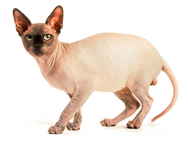 sphynx canadiense