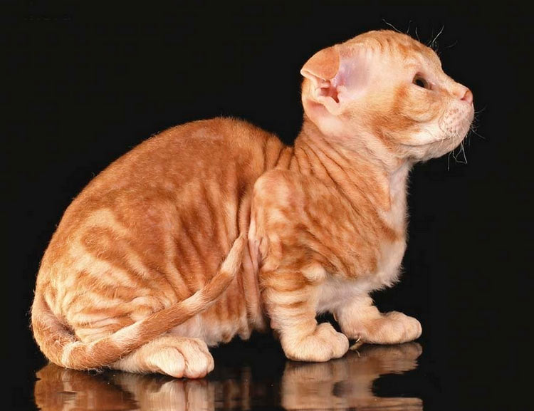 levkoy con pelo