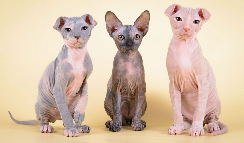 Precio de los gatitos de raza esfinge con pelo