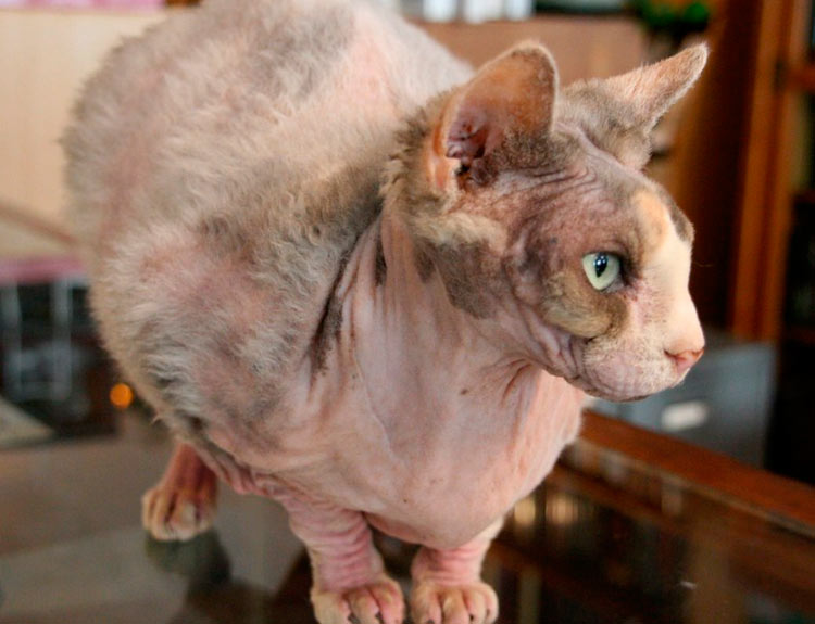 esfinge con pelo