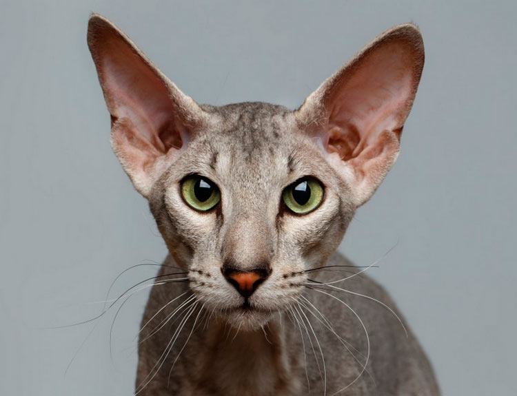peterbald con pelo