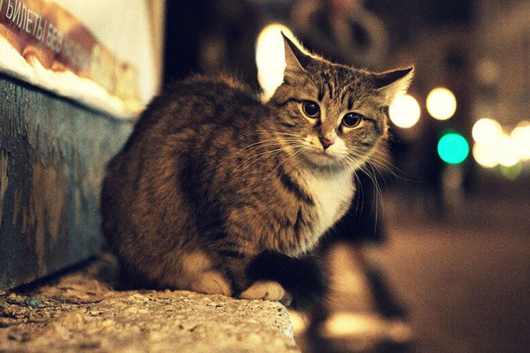 Gato callejero