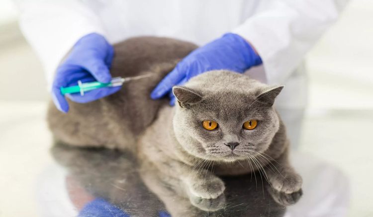 Vacunación de gatos