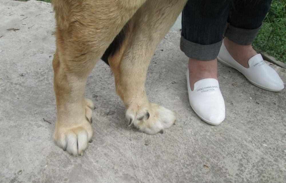 Pfoten eines Hundes mit Afterkrallen