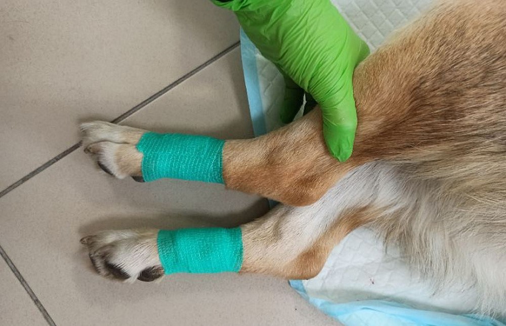 Bandagierte Pfoten eines Hundes