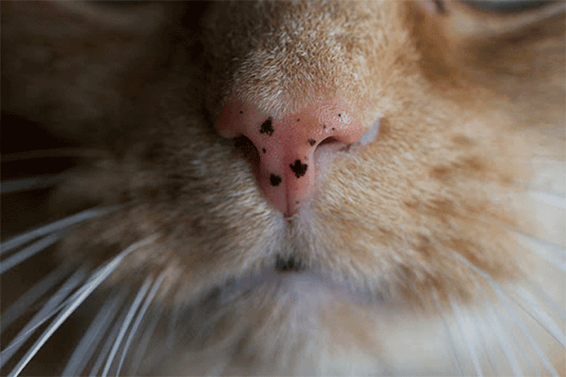 Lentigo en la nariz del gato
