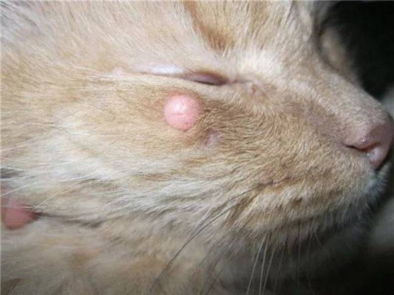 Animal con lipoma