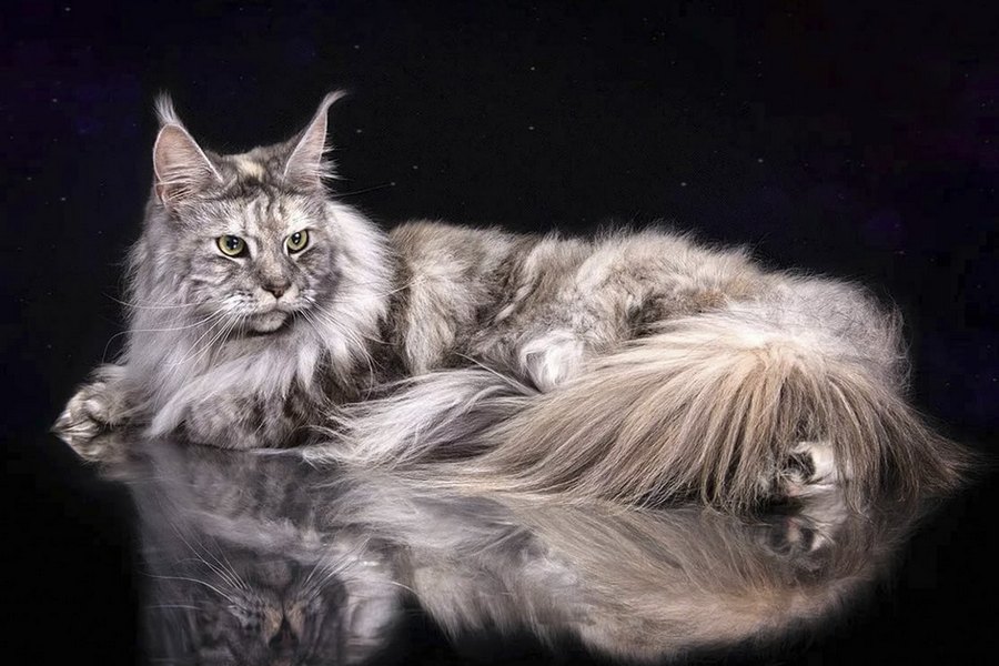 Gato Maine Coon