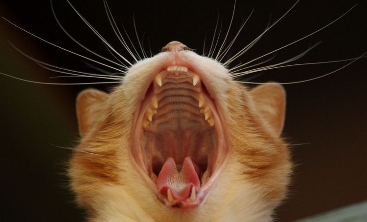 Dientes de leche del gatito