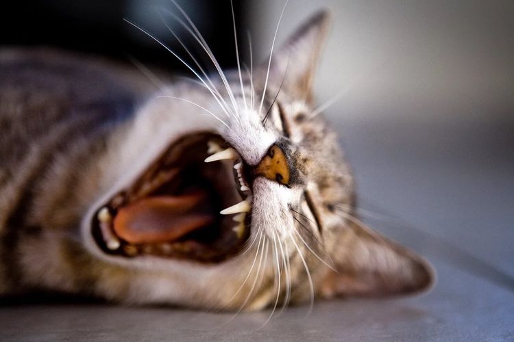 El gato bosteza