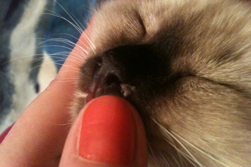 Gatito con papiloma