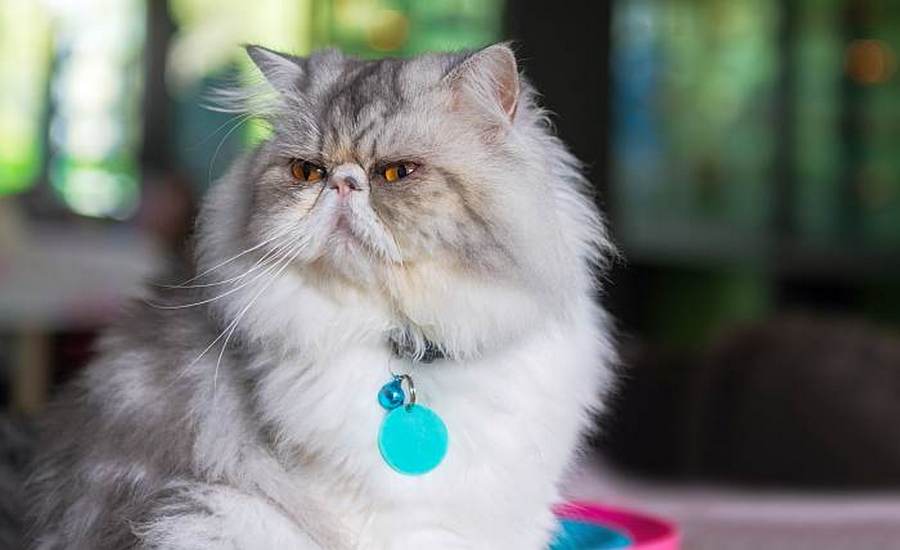 Gato persa