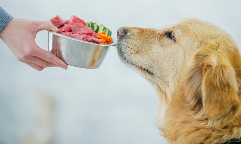 El perro huele la comida