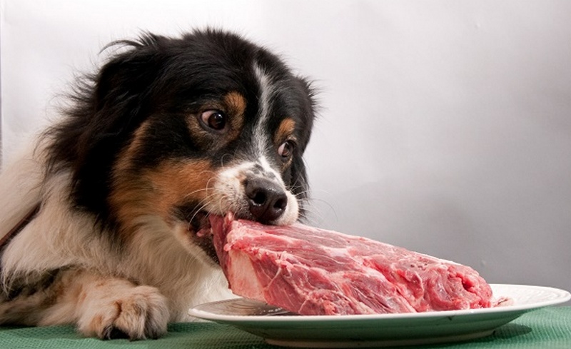 Perro con un trozo de carne