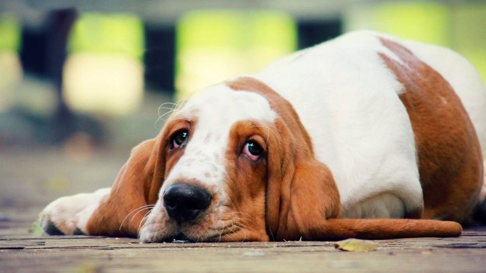 Insuficiencia renal en perros