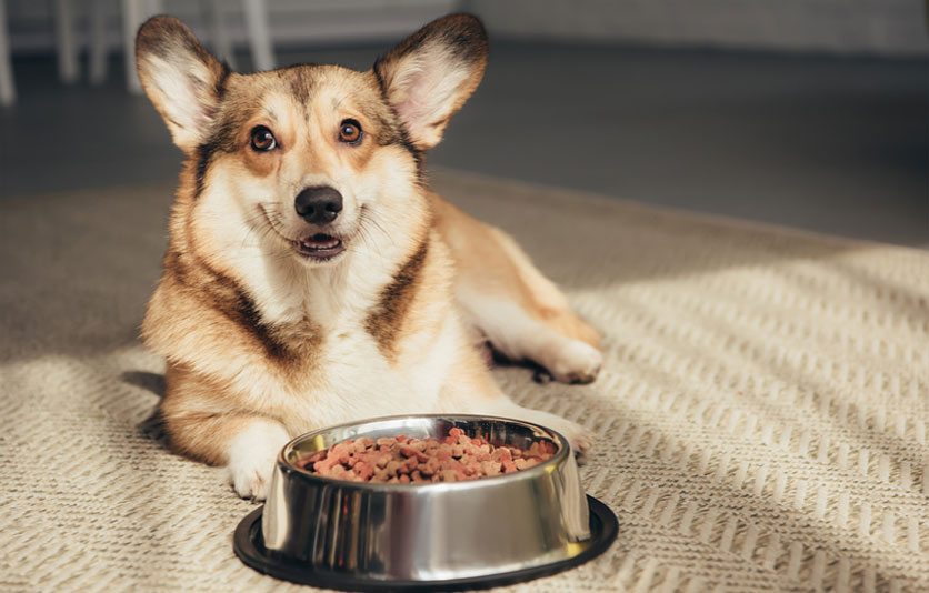 Dieta del perro con IRC
