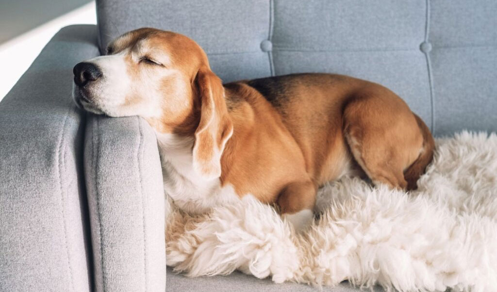 Cómo saber si un perro tiene insuficiencia renal