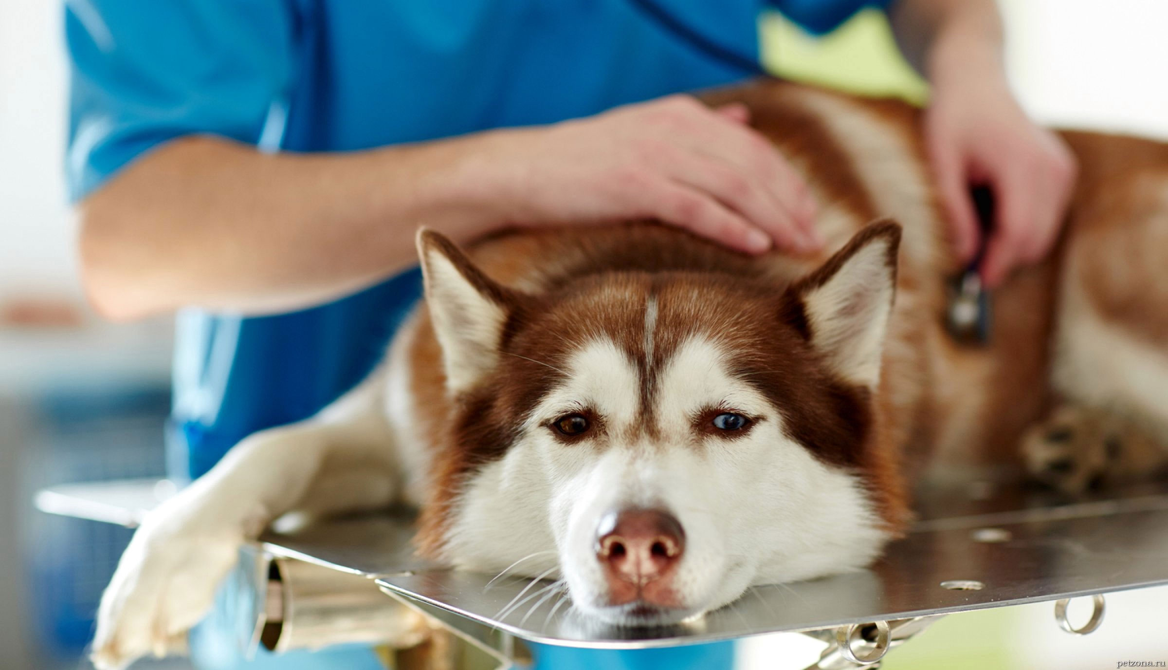Cómo sospechar que un perro tiene insuficiencia renal crónica: síntomas