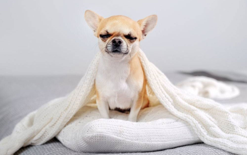 Temblor en perros de la raza chihuahua