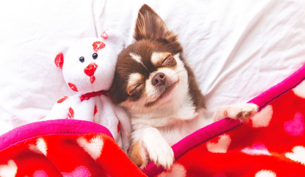 Por qué tiembla el Chihuahua mientras duerme
