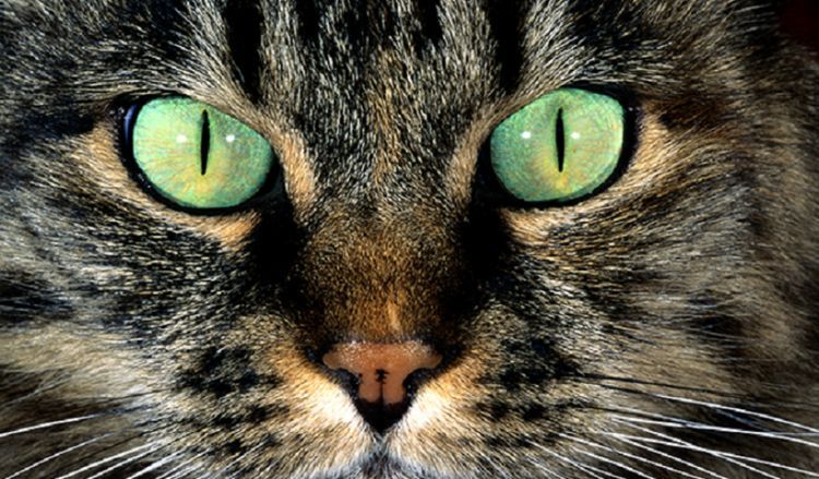 Pupilas del gato