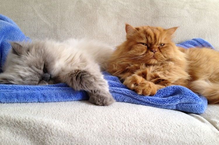 Los gatos de pelo largo duermen
