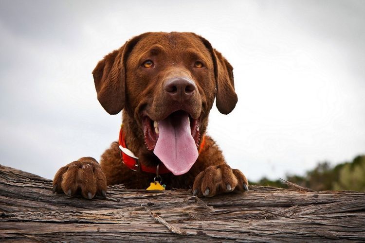 Perro con la lengua fuera