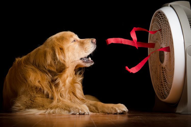 Perro junto al ventilador