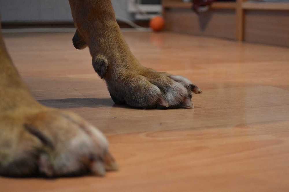 Afterkrallen beim Hund