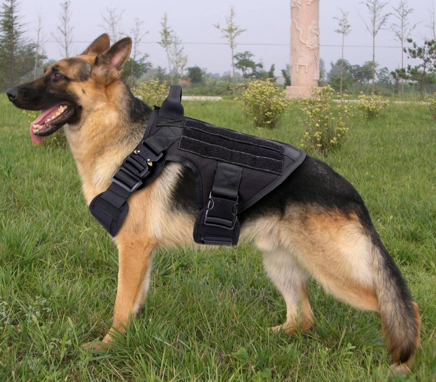 Perro con equipo