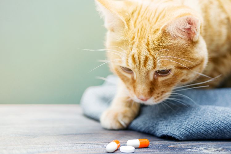 El gato y los comprimidos