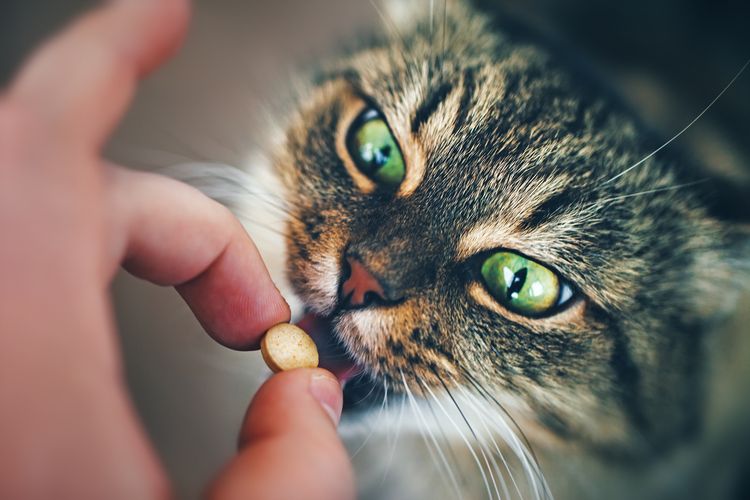 Le dan una pastilla al gato