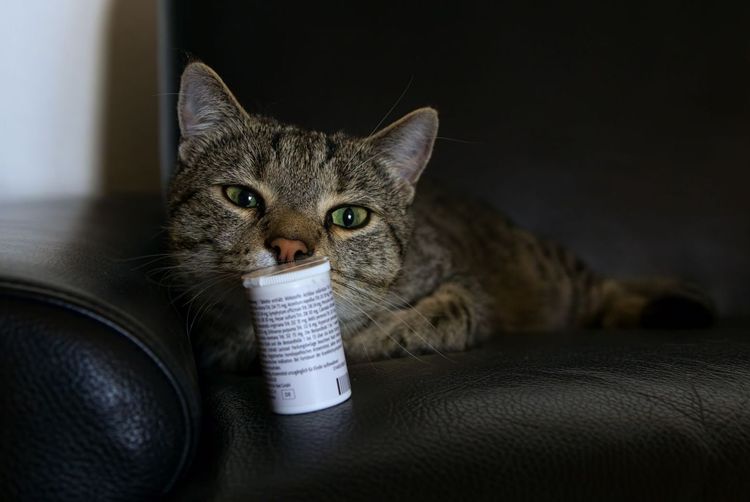 Anticonceptivos para gatas