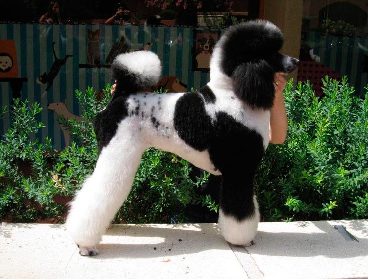 Características de la raza Caniche arlequín