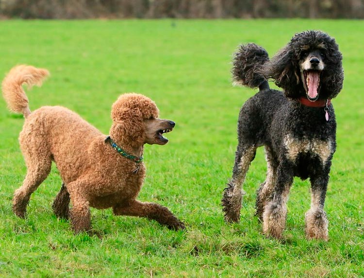 phantom y caniche albaricoque
