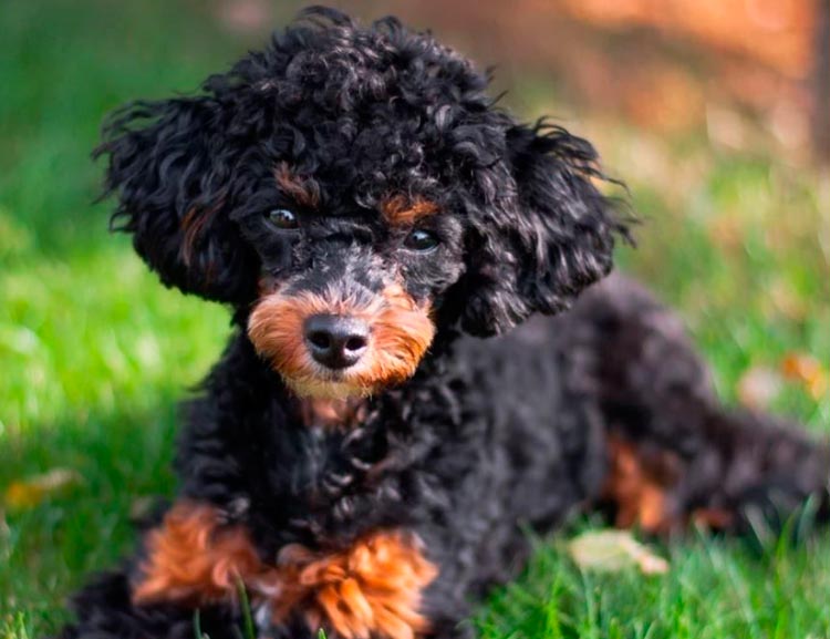 Características de la raza Caniche phantom