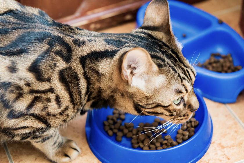 El gato come alimento