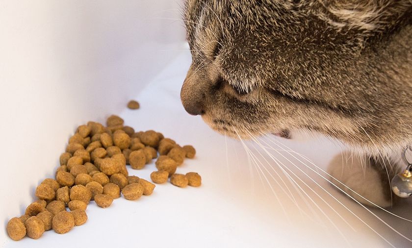 El gato come alimento
