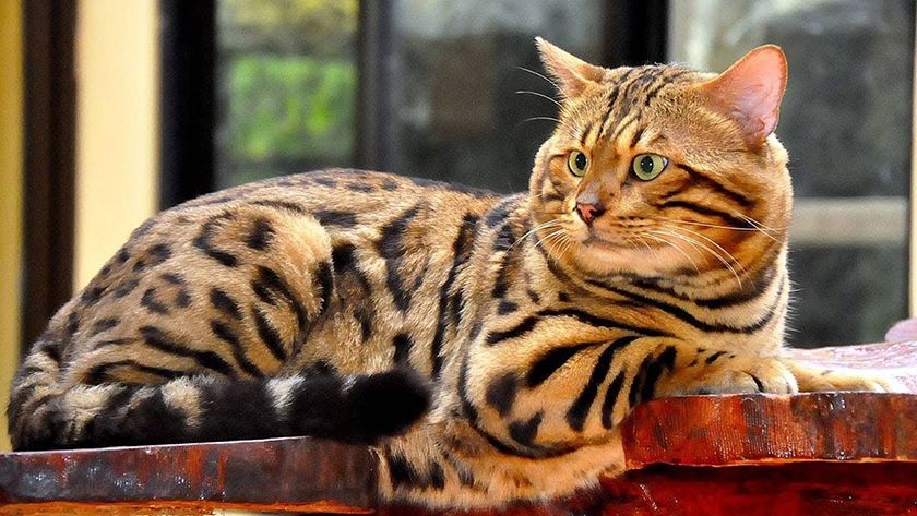 Gato de raza bengalí