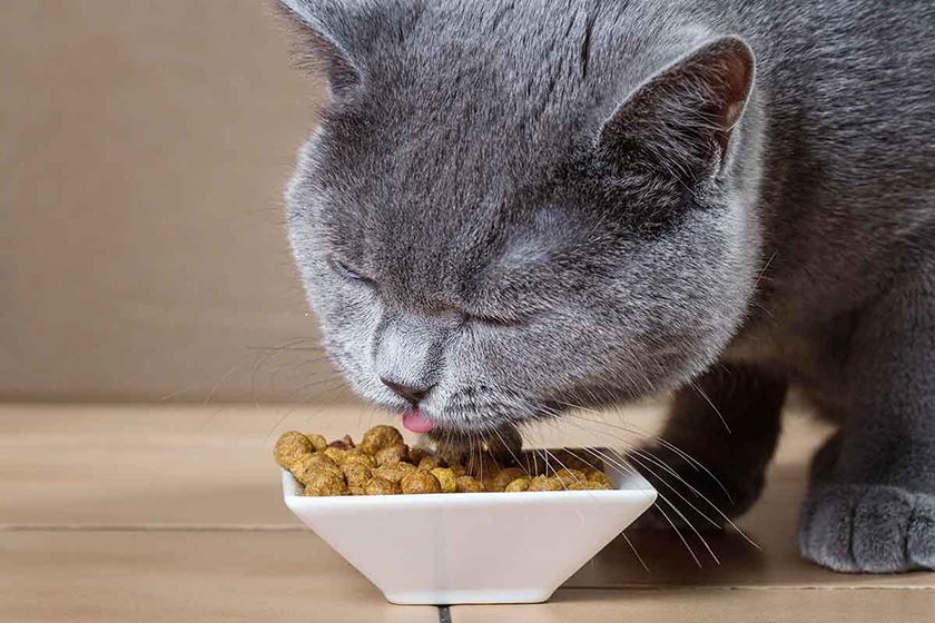 El gato come