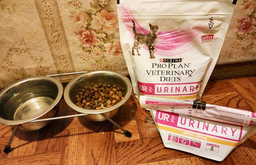 Alimento para gato
